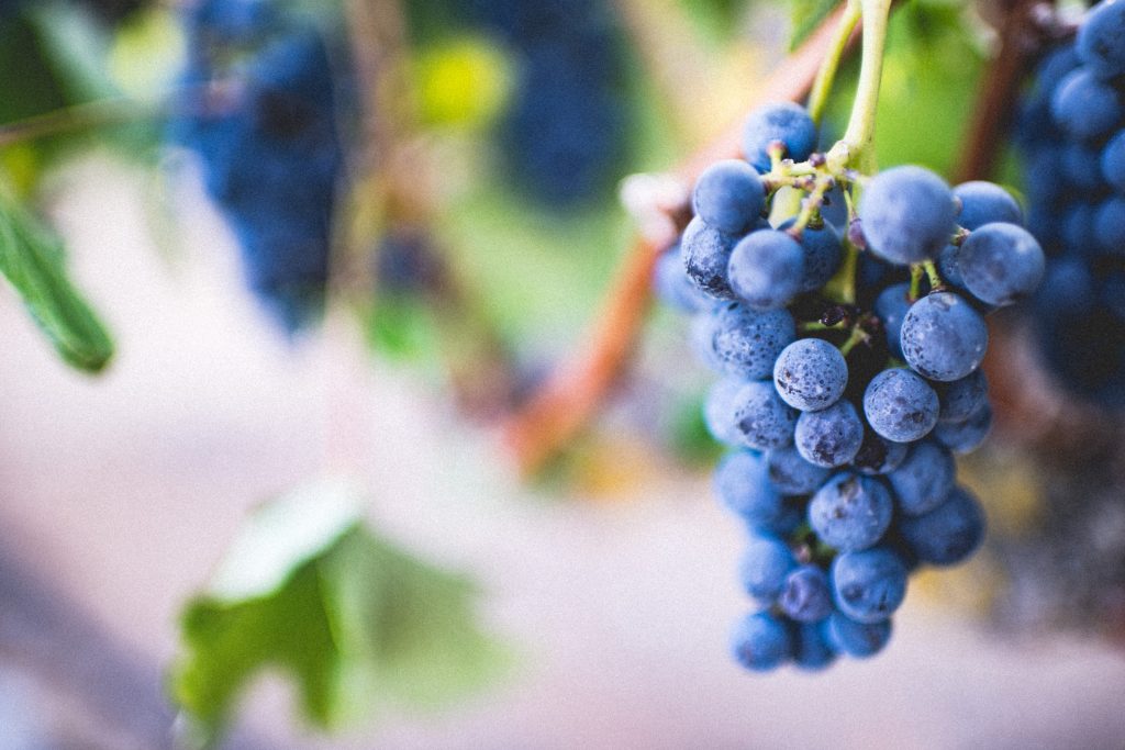 cépage Beaujolais nouveau